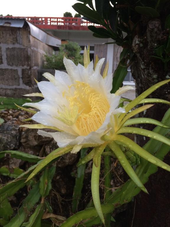 Minshuku Irayoi Hotel Ishigaki  Luaran gambar